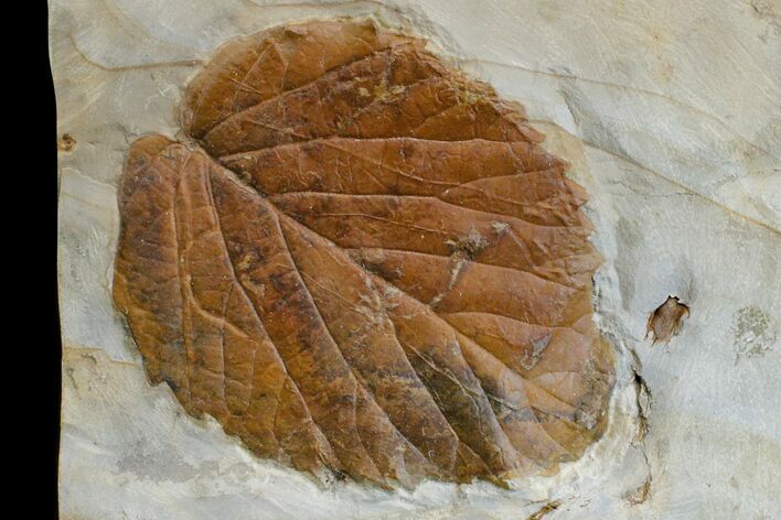 Fossil Leaf (Davidia) - Montana #165017